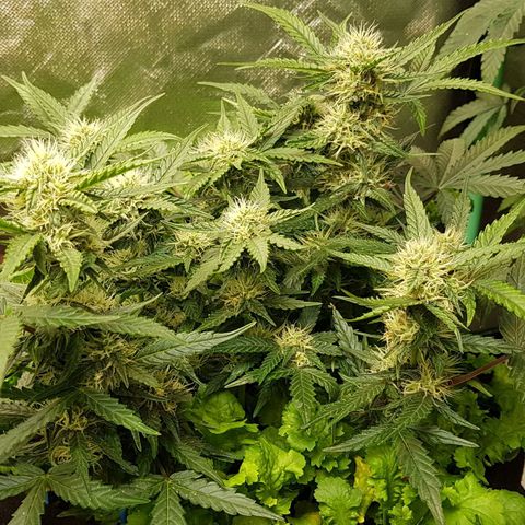 Royal Gorilla growlog timeline photo