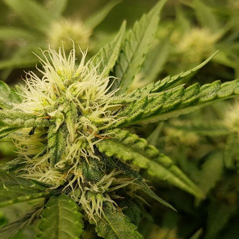 Royal Gorilla growlog timeline photo