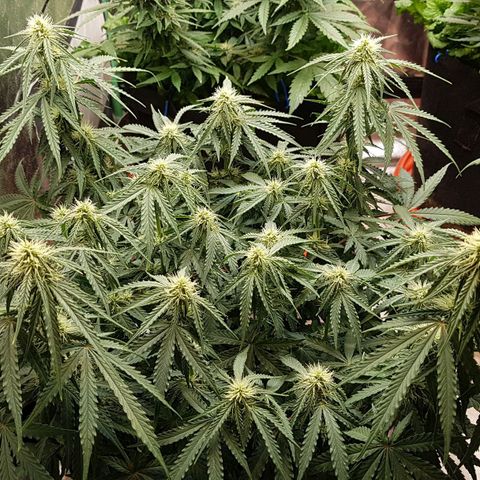 White Widow  growlog timeline photo