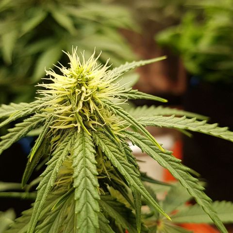 White Widow  growlog timeline photo