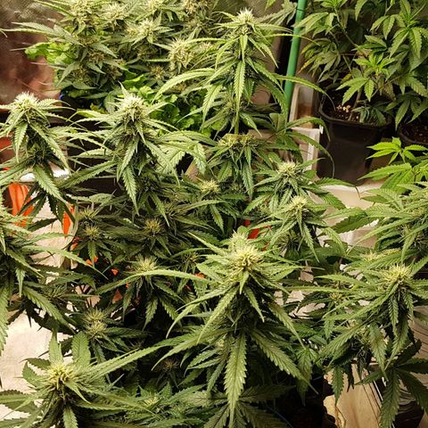 Orange Bud #2 growlog timeline photo