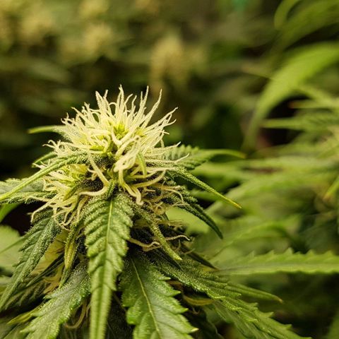 Orange Bud #2 growlog timeline photo