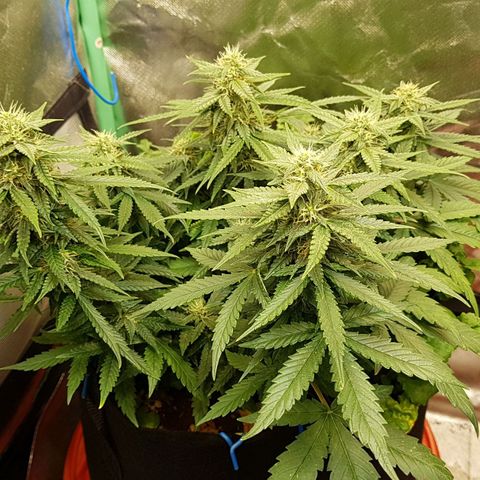Orange Bud #1 growlog timeline photo