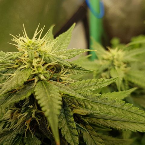Orange Bud #1 growlog timeline photo
