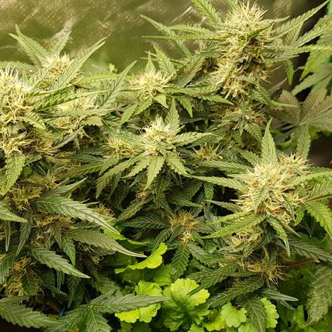 Royal Gorilla growlog timeline photo