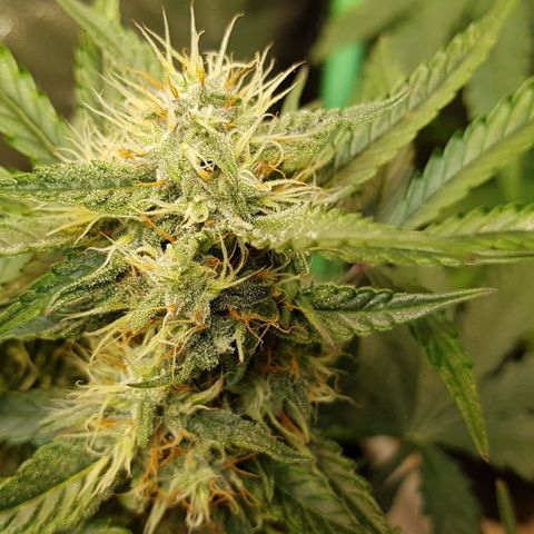 Royal Gorilla growlog timeline photo