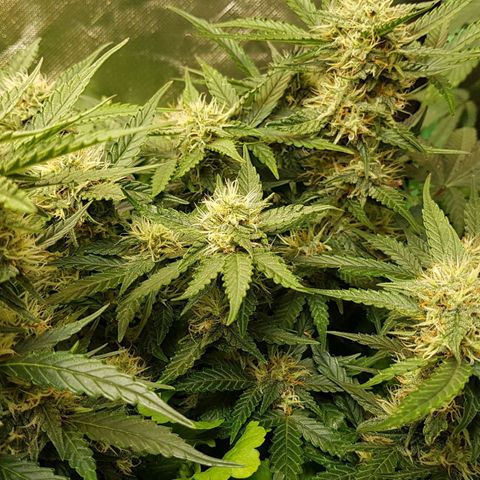 Royal Gorilla growlog timeline photo