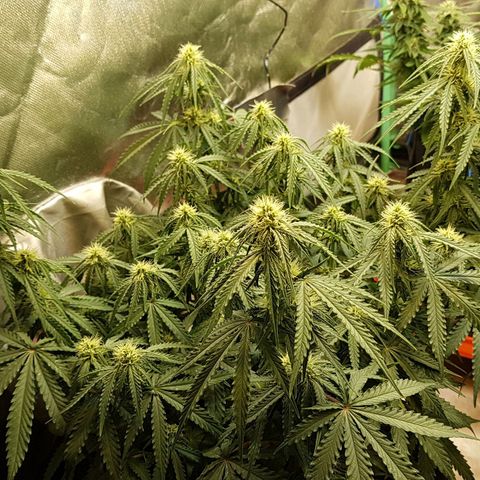 White Widow  growlog timeline photo