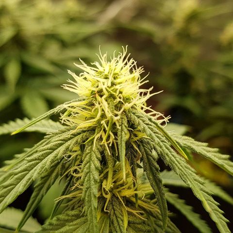 White Widow  growlog timeline photo