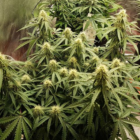 White Widow  growlog timeline photo
