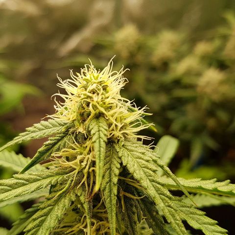 White Widow  growlog timeline photo