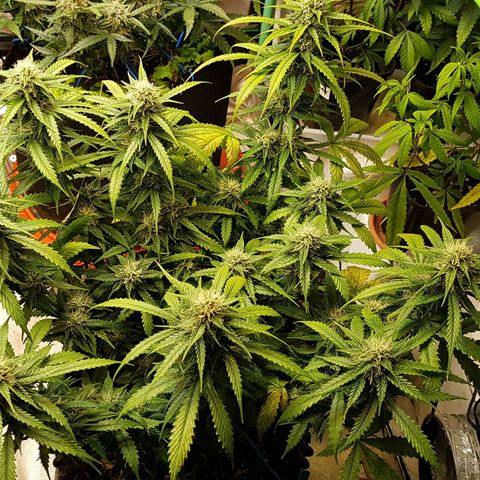 Orange Bud #2 growlog timeline photo