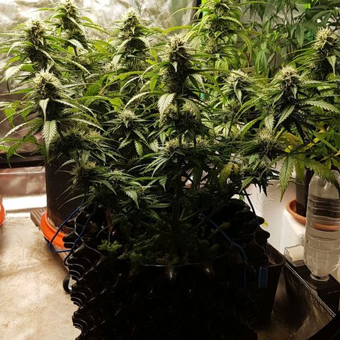 Orange Bud #2 growlog timeline photo