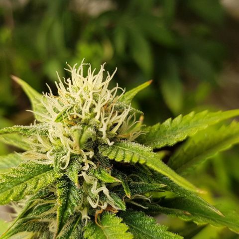 Orange Bud #2 growlog timeline photo