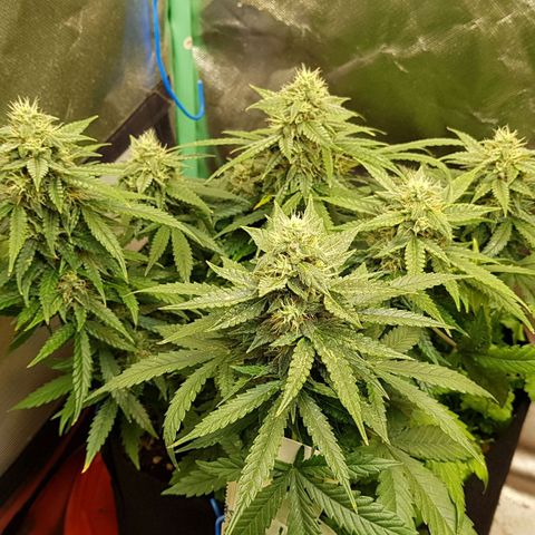Orange Bud #1 growlog timeline photo