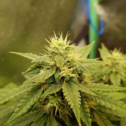 Orange Bud #1 growlog timeline photo