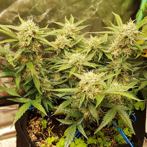 Royal Gorilla growlog timeline photo