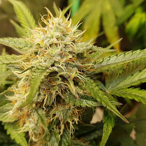 Royal Gorilla growlog timeline photo