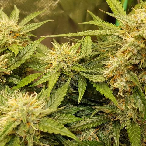 Royal Gorilla growlog timeline photo