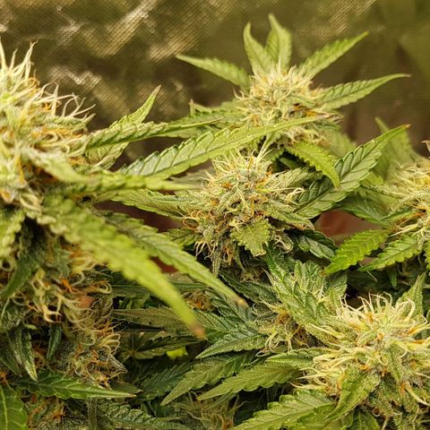Royal Gorilla growlog timeline photo