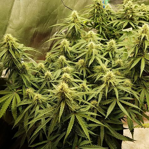 White Widow  growlog timeline photo