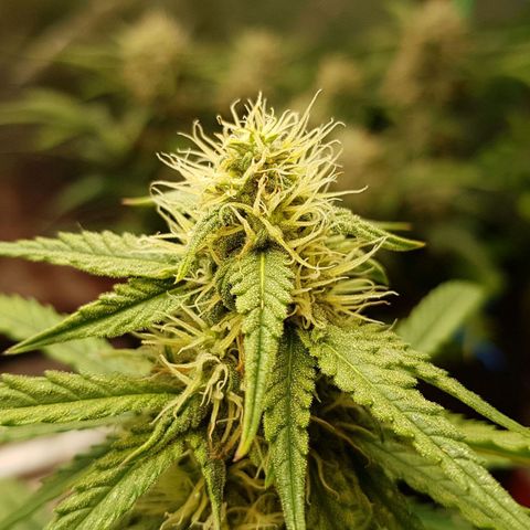 White Widow  growlog timeline photo