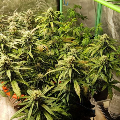 Orange Bud #2 growlog timeline photo