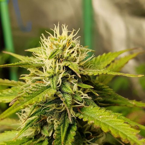Orange Bud #2 growlog timeline photo