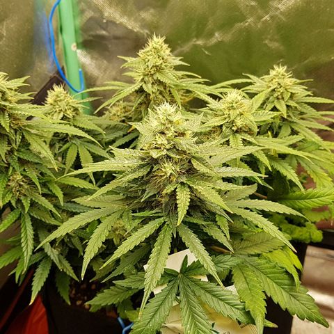 Orange Bud #1 growlog timeline photo