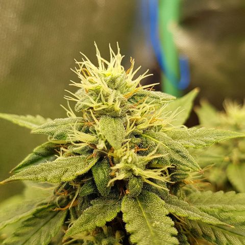 Orange Bud #1 growlog timeline photo