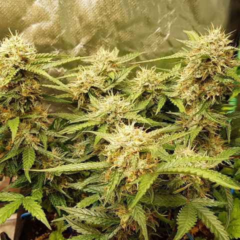 Royal Gorilla growlog timeline photo