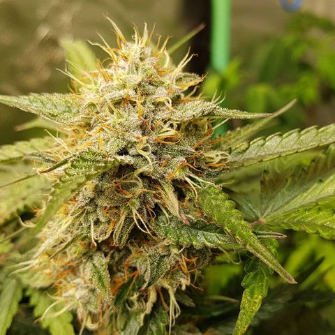 Royal Gorilla growlog timeline photo