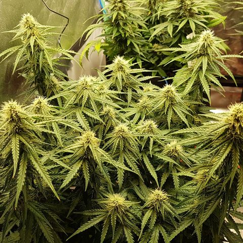 White Widow  growlog timeline photo