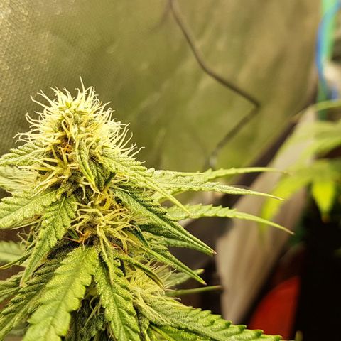 White Widow  growlog timeline photo