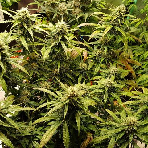 Orange Bud #2 growlog timeline photo