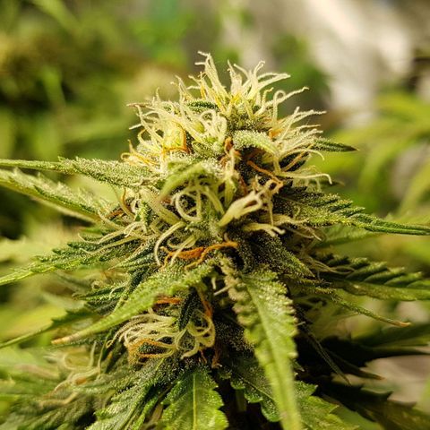 Orange Bud #2 growlog timeline photo