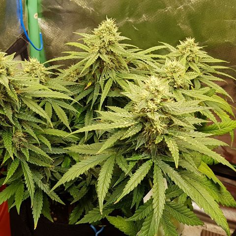 Orange Bud #1 growlog timeline photo