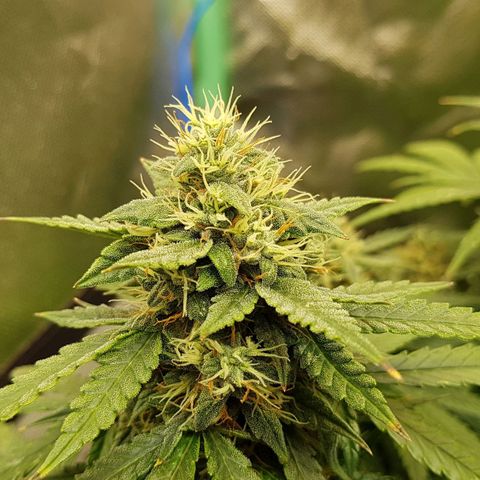Orange Bud #1 growlog timeline photo