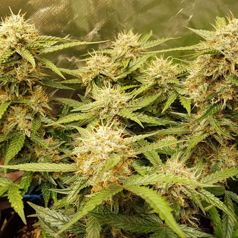Royal Gorilla growlog timeline photo