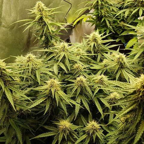 White Widow  growlog timeline photo