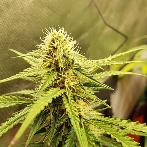 White Widow  growlog timeline photo