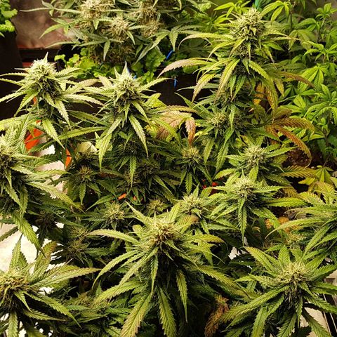 Orange Bud #2 growlog timeline photo