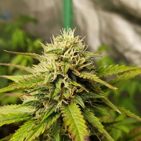Orange Bud #2 growlog timeline photo