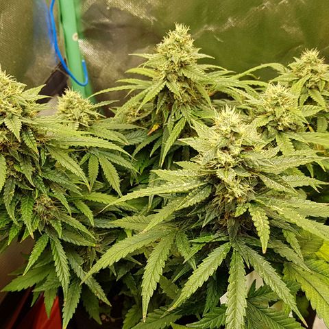 Orange Bud #1 growlog timeline photo