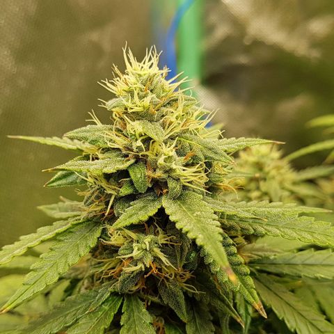 Orange Bud #1 growlog timeline photo