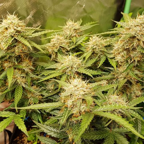 Royal Gorilla growlog timeline photo