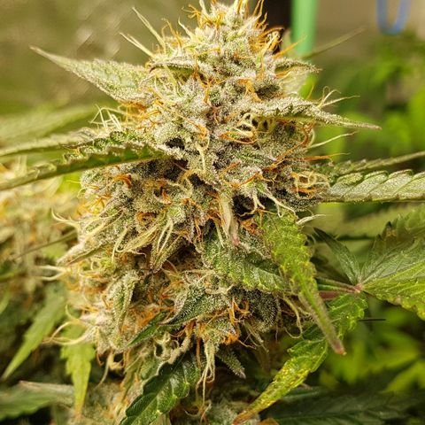 Royal Gorilla growlog timeline photo