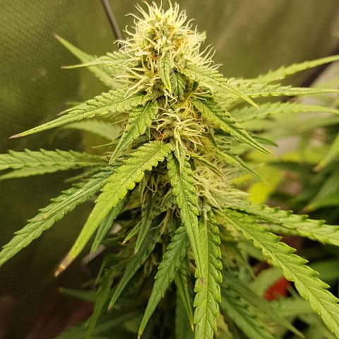White Widow  growlog timeline photo