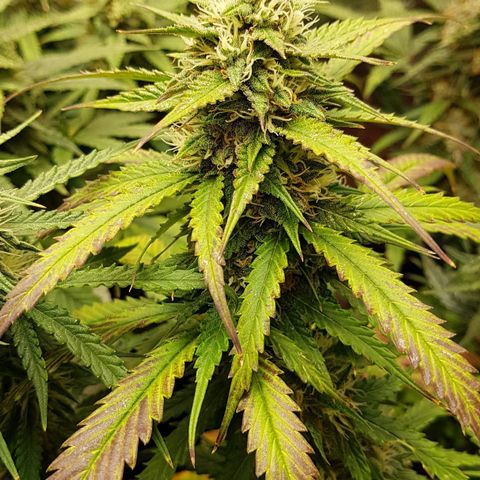 Orange Bud #2 growlog timeline photo