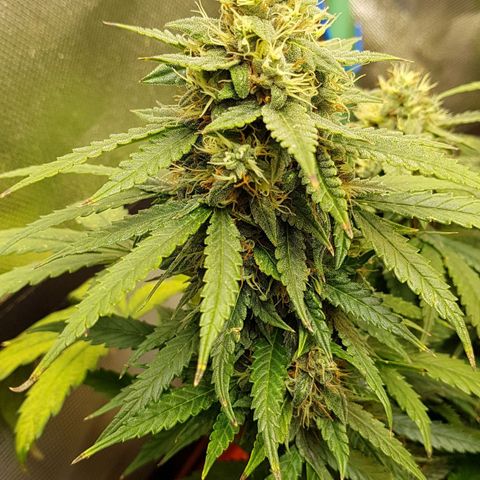 Orange Bud #1 growlog timeline photo